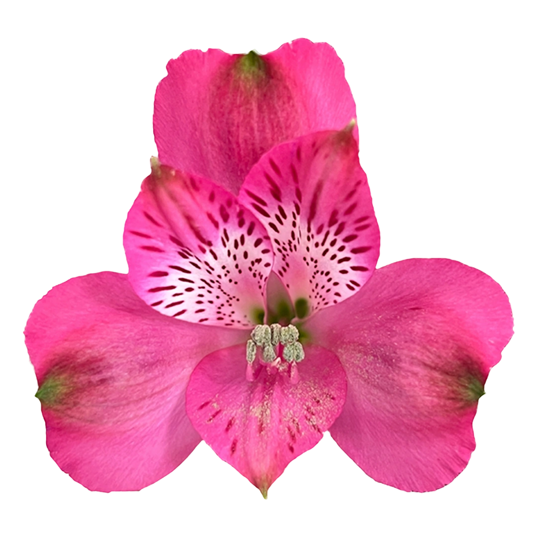 Melrose - Tessa The Finest Flowers