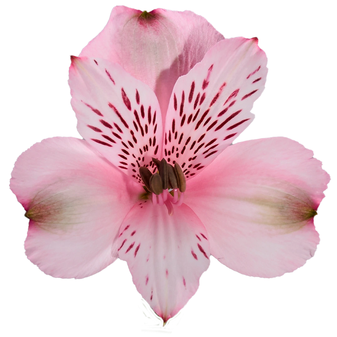 Debby - Tessa The Finest Flowers