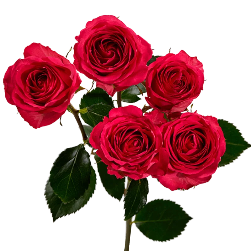 Bellalinda Cerise