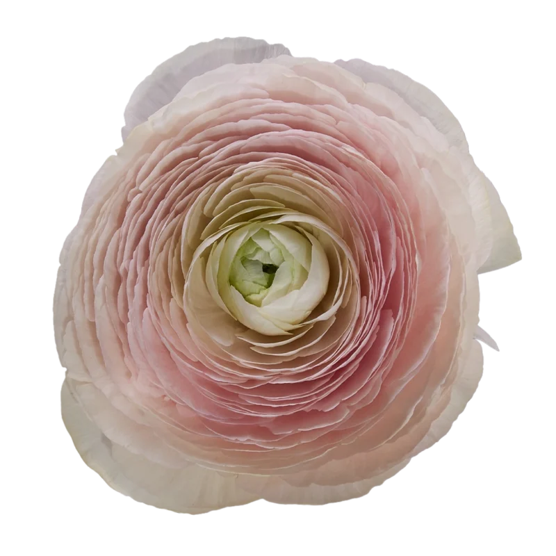 Cloni Success Favola