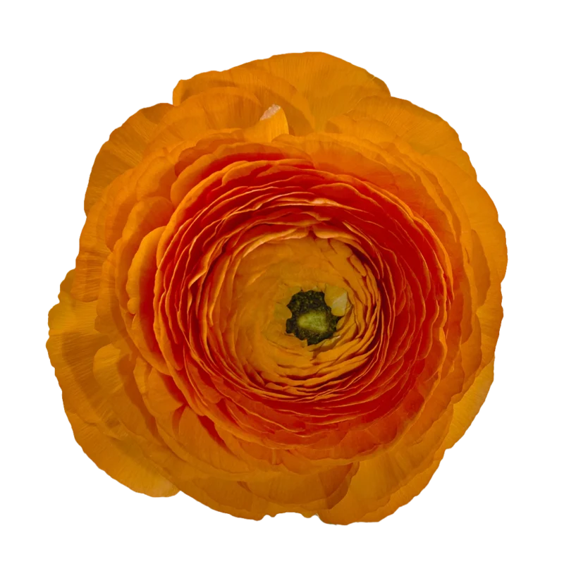 Cloni Success Lambada