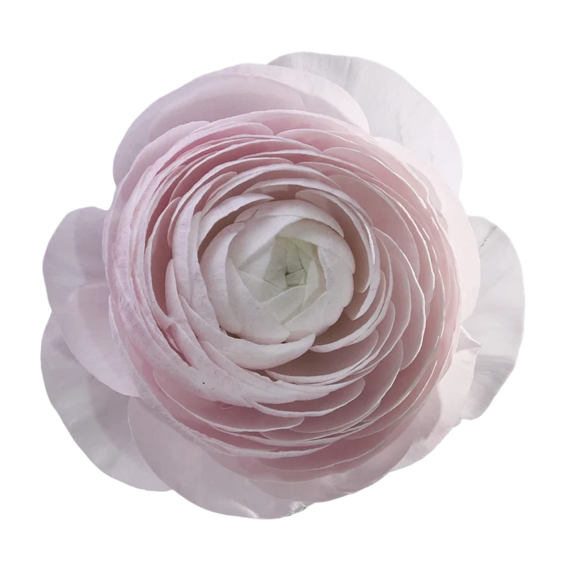 Cloni Success Nebbia