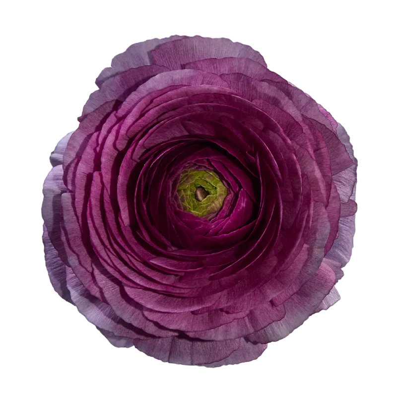 Cloni Success Renoir