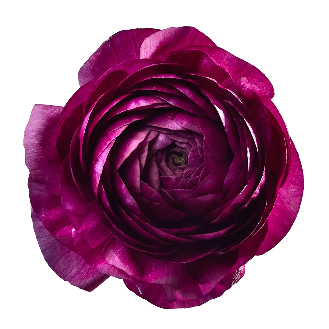 Milka Ranunculus Elegance Milka - Tessa The Finest Flowers