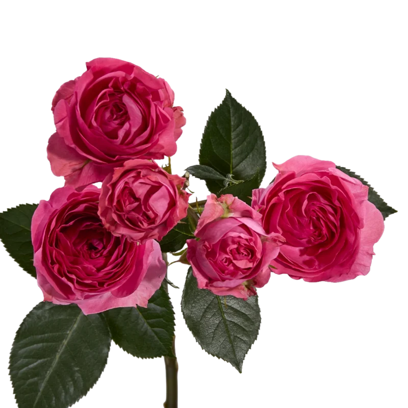 Hot Pink Trendsetter