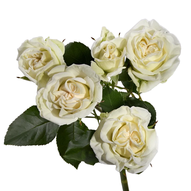 White Flow