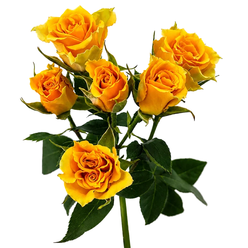 Golden Tangerine