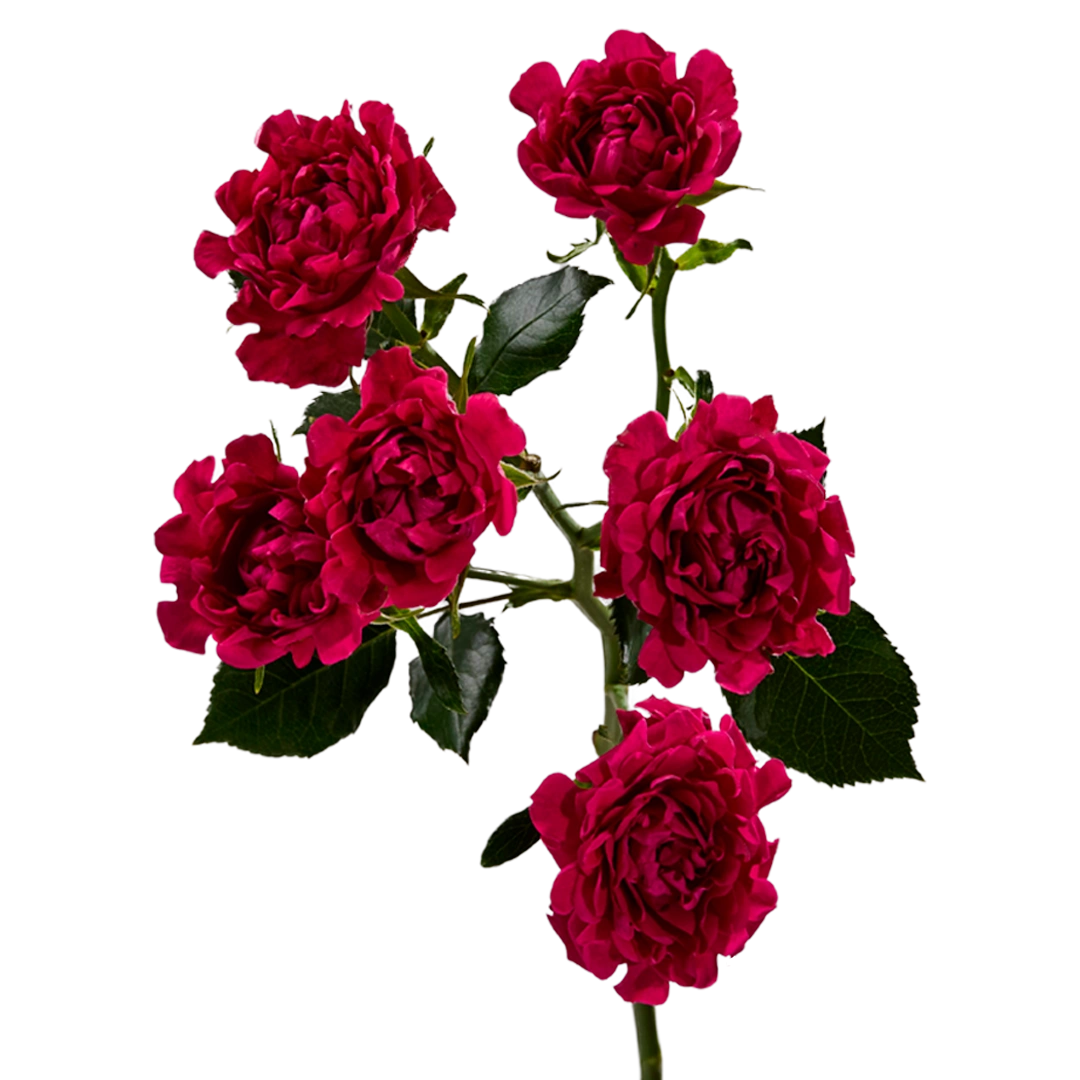 Hashtag Hot Pink - Tessa The Finest Flowers