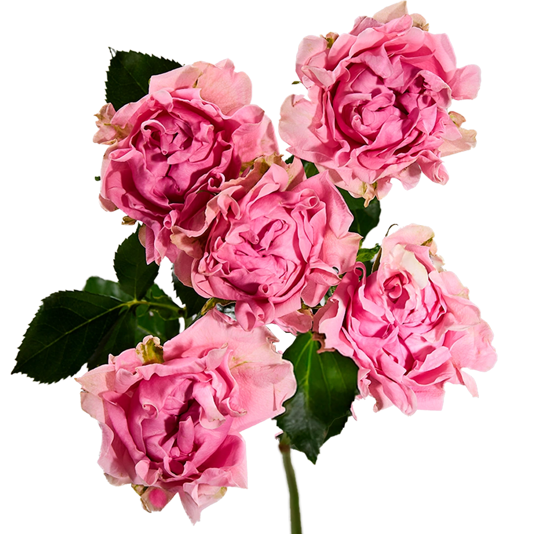 Medium Pink - Tessa The Finest Flowers