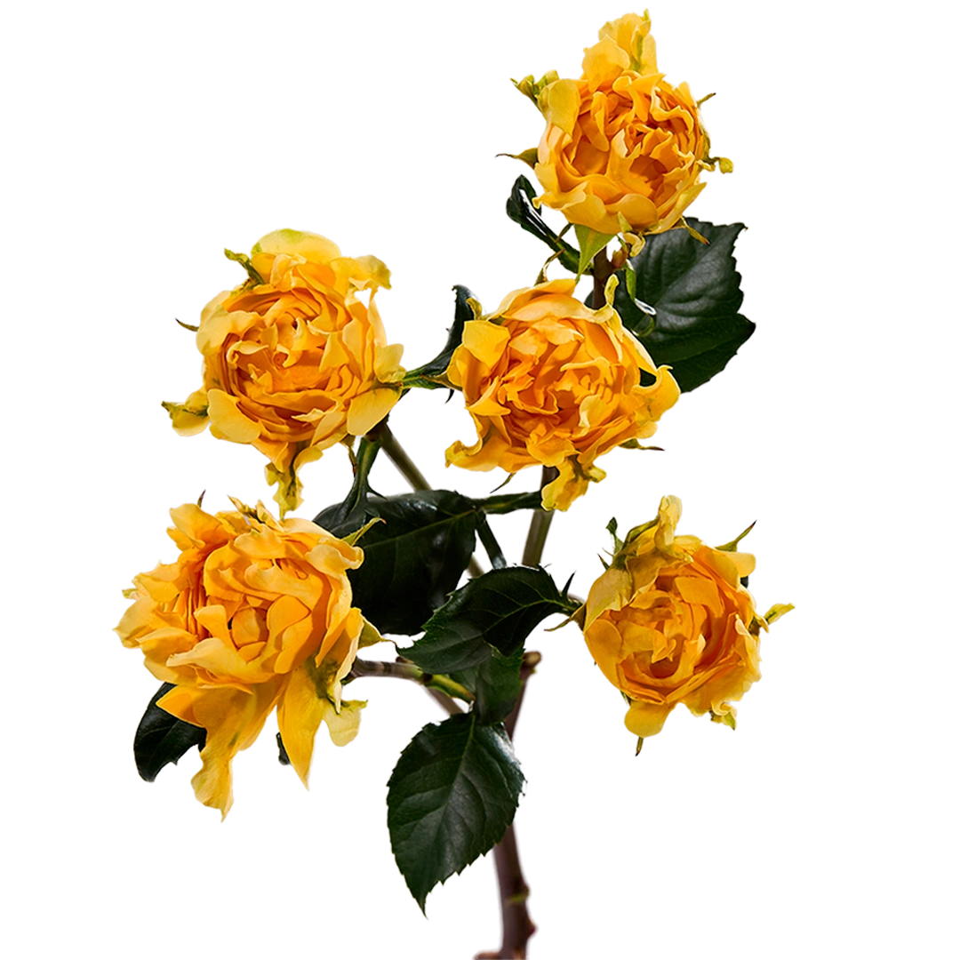 Hashtag Paradise - Tessa The Finest Flowers