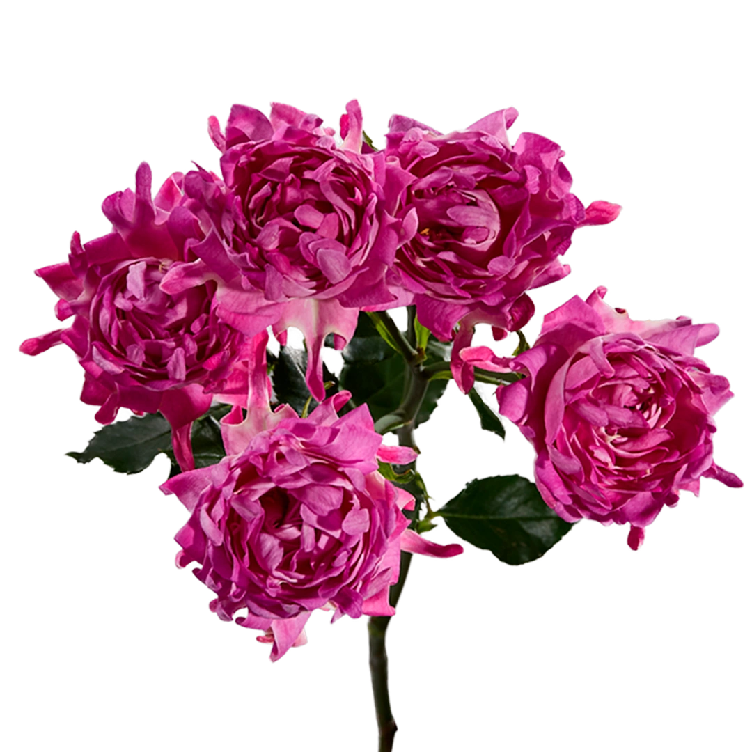 # Pink - Tessa The Finest Flowers