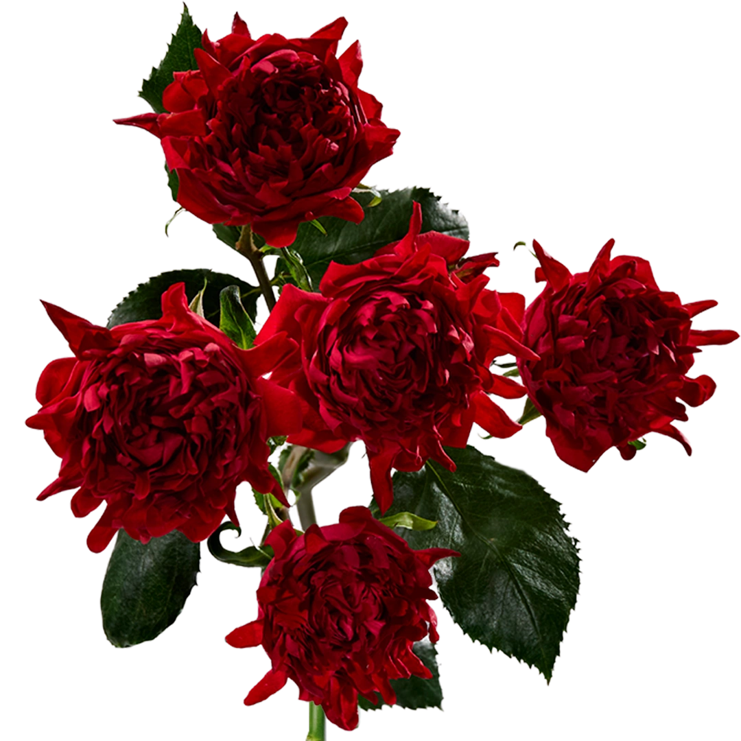 rhododendron spritzmittel Rhododendron Dünger flüssig 500ml - 10 L