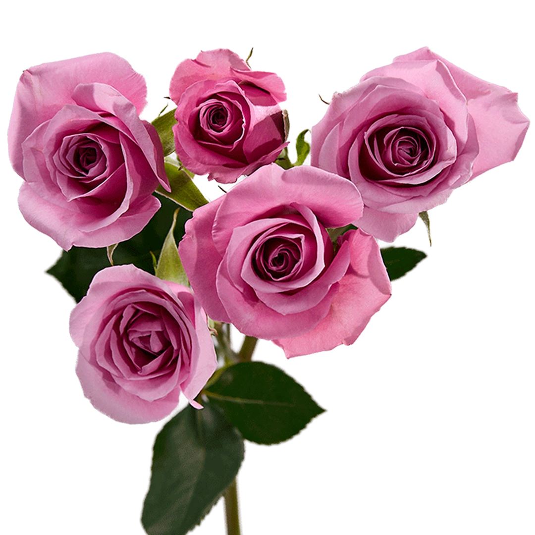 Finesst Roses Blue Moon - Tessa The Finest Flowers