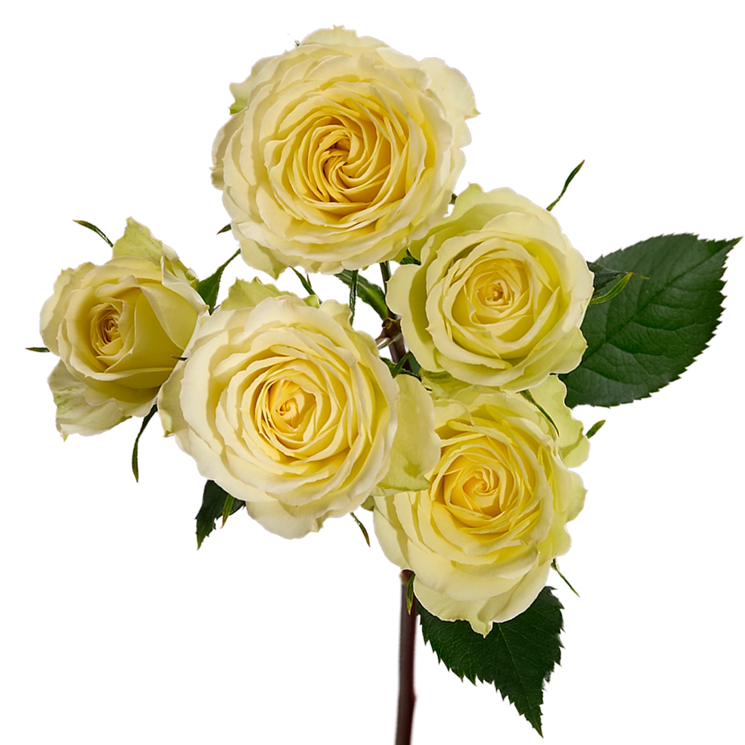 Cream Flow - Tessa The Finest Flowers