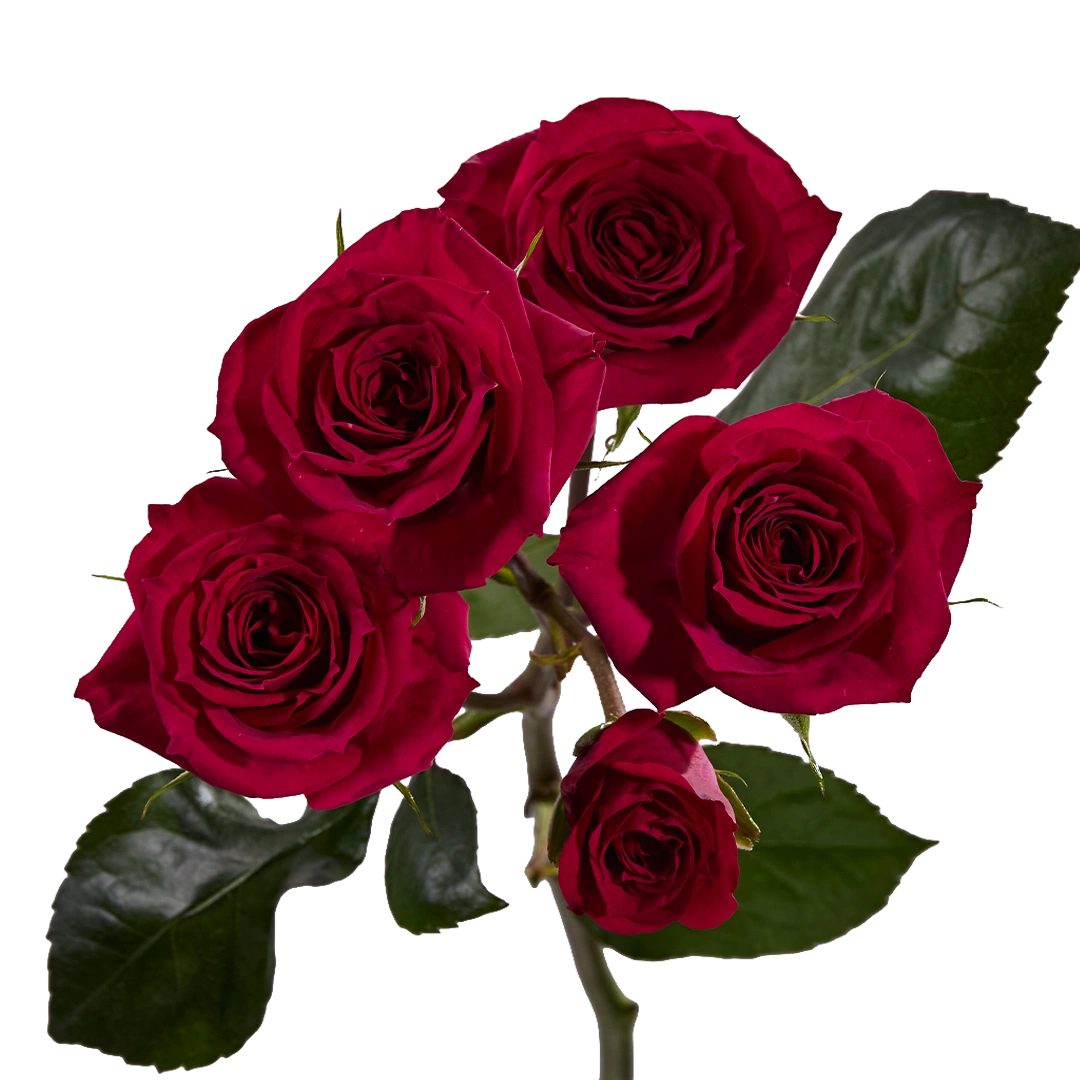 Fire Up - Tessa The Finest Flowers