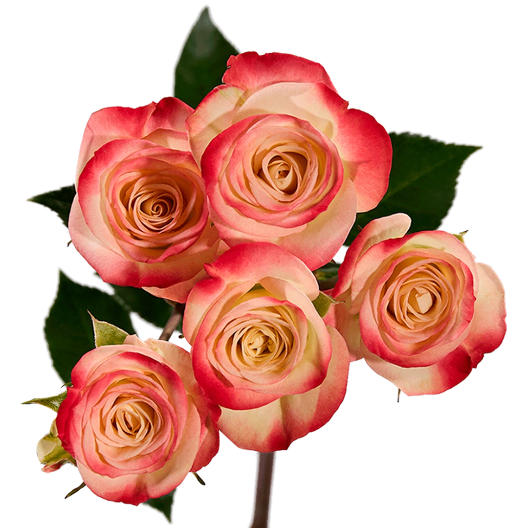 Finesst Roses Sweet Jewel - Tessa The Finest Flowers