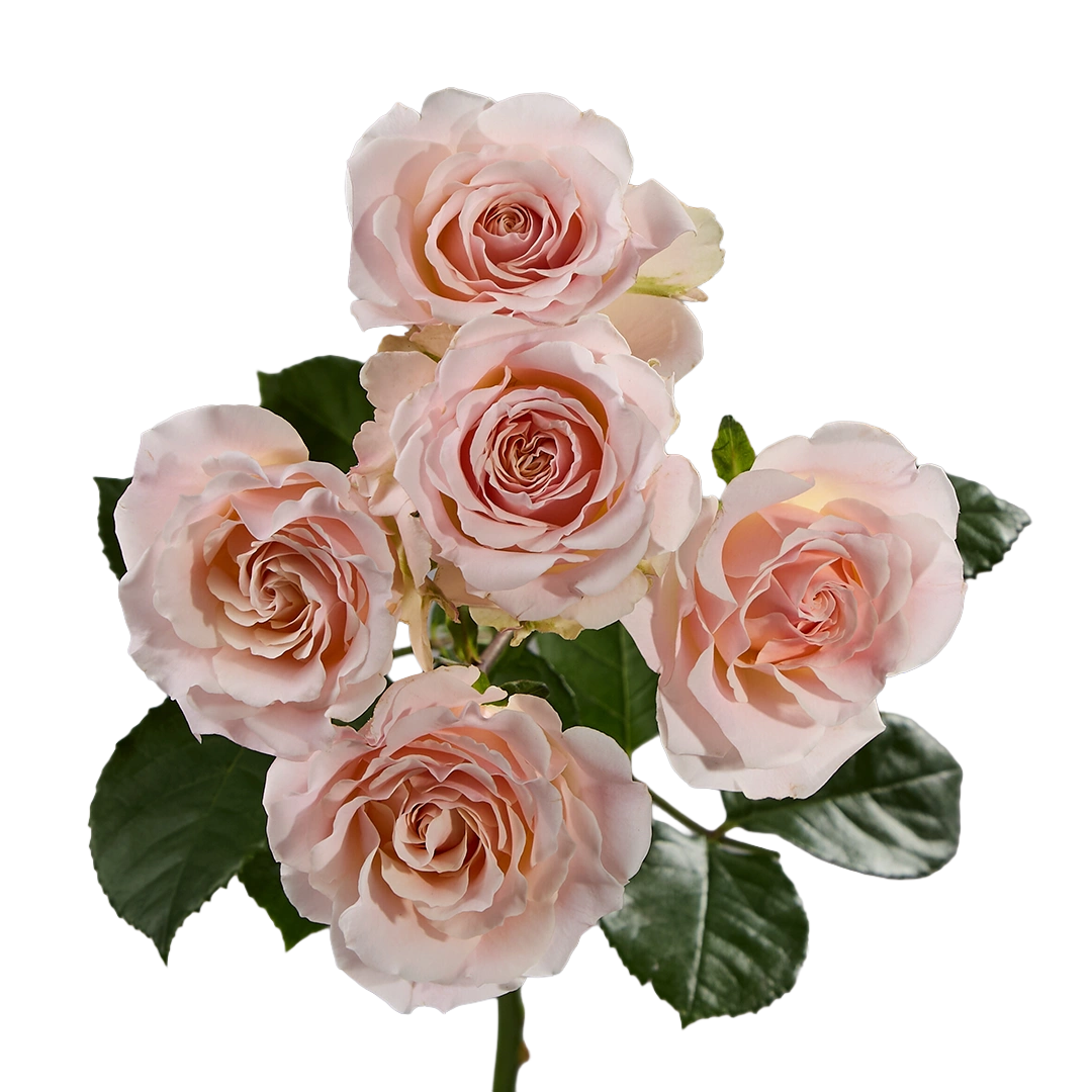 Wedding Rosever - Tessa The Finest Flowers
