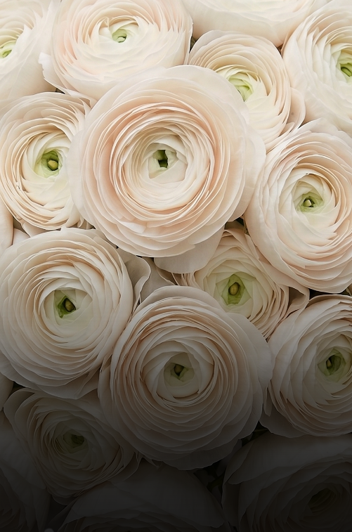 Ranunculus
