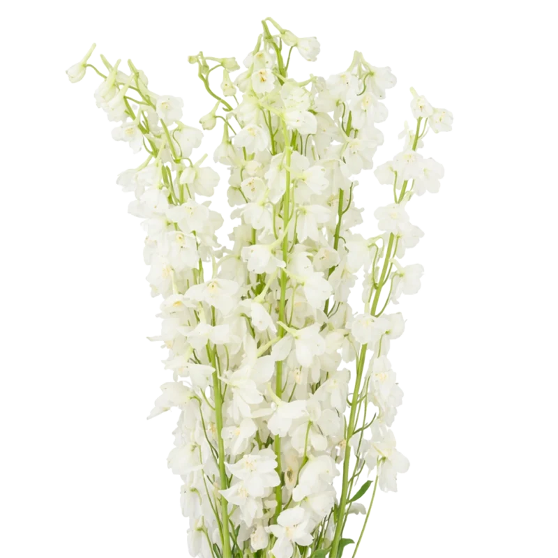 Delphinium Andes White