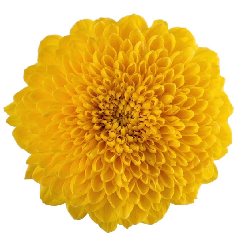 Disbud Ball Yellow