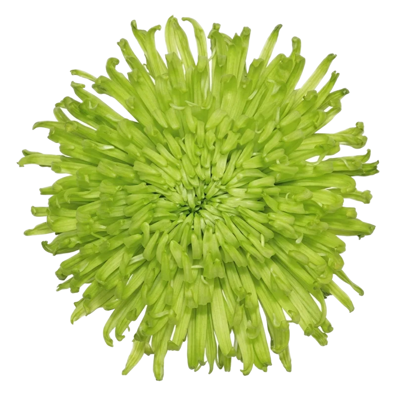 Spider Mum Green