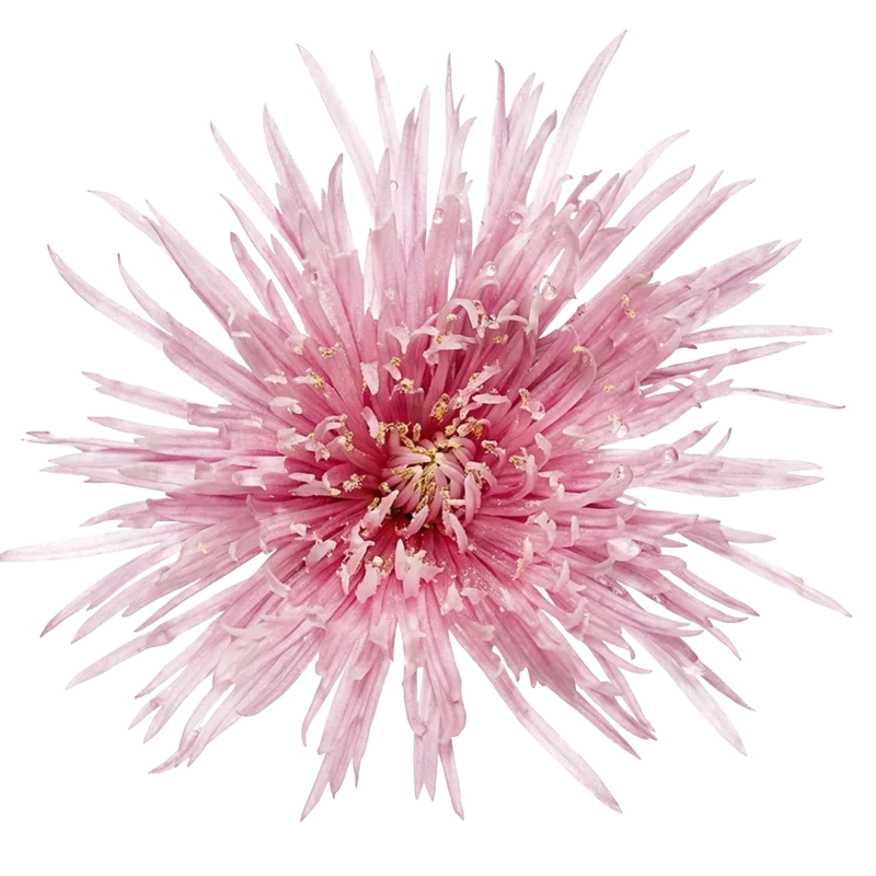 Spider Mum Pink