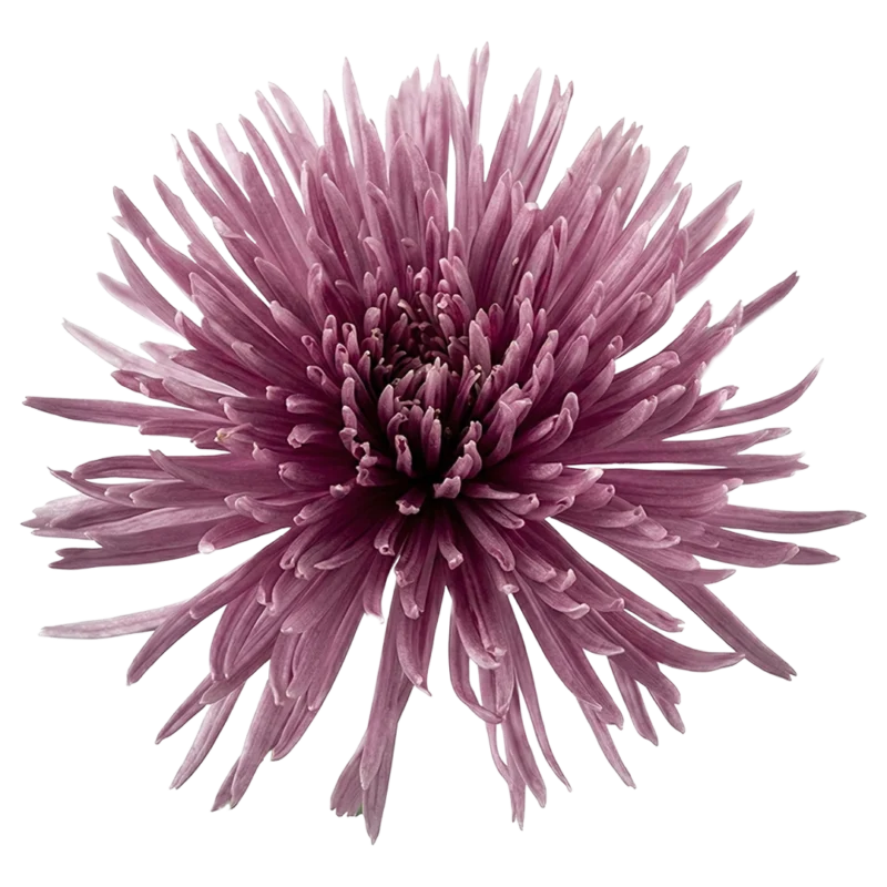 Spider Mum Purple