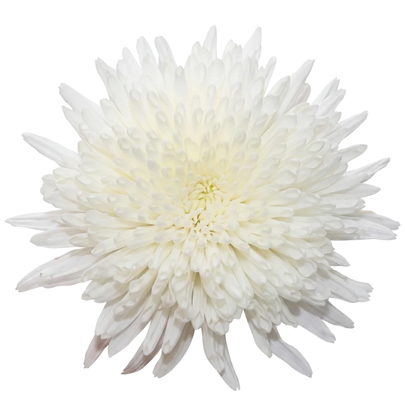 Spider Mum White