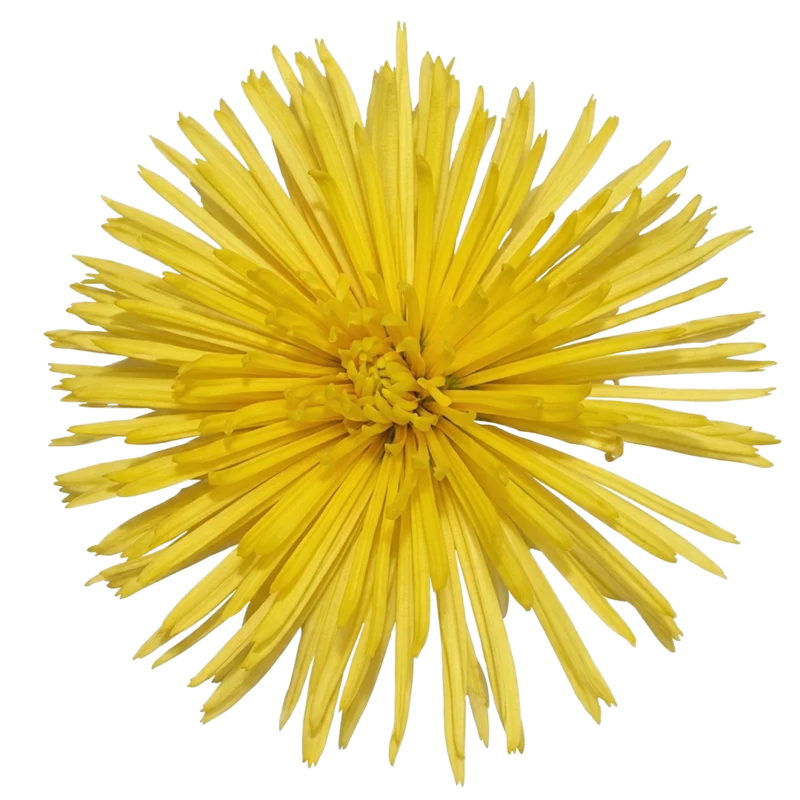 Spider Mum Yellow