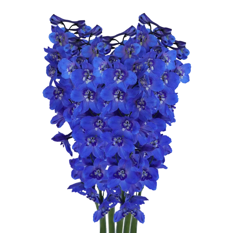 Delphinium Sea Waltz