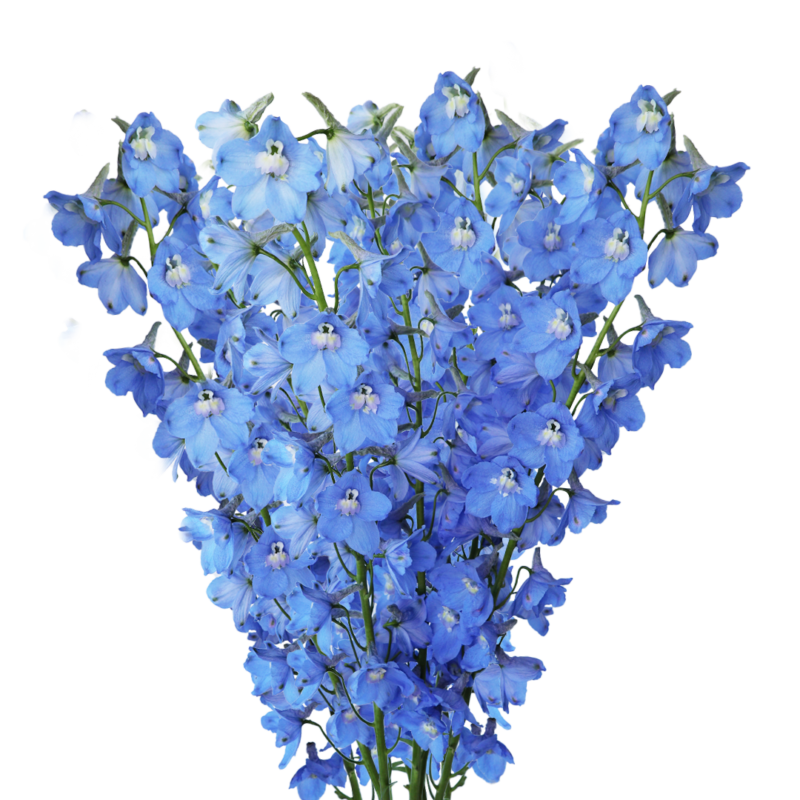 Delphinium Sky Waltz