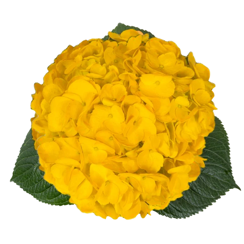 Hydrangea Tinted Yellow