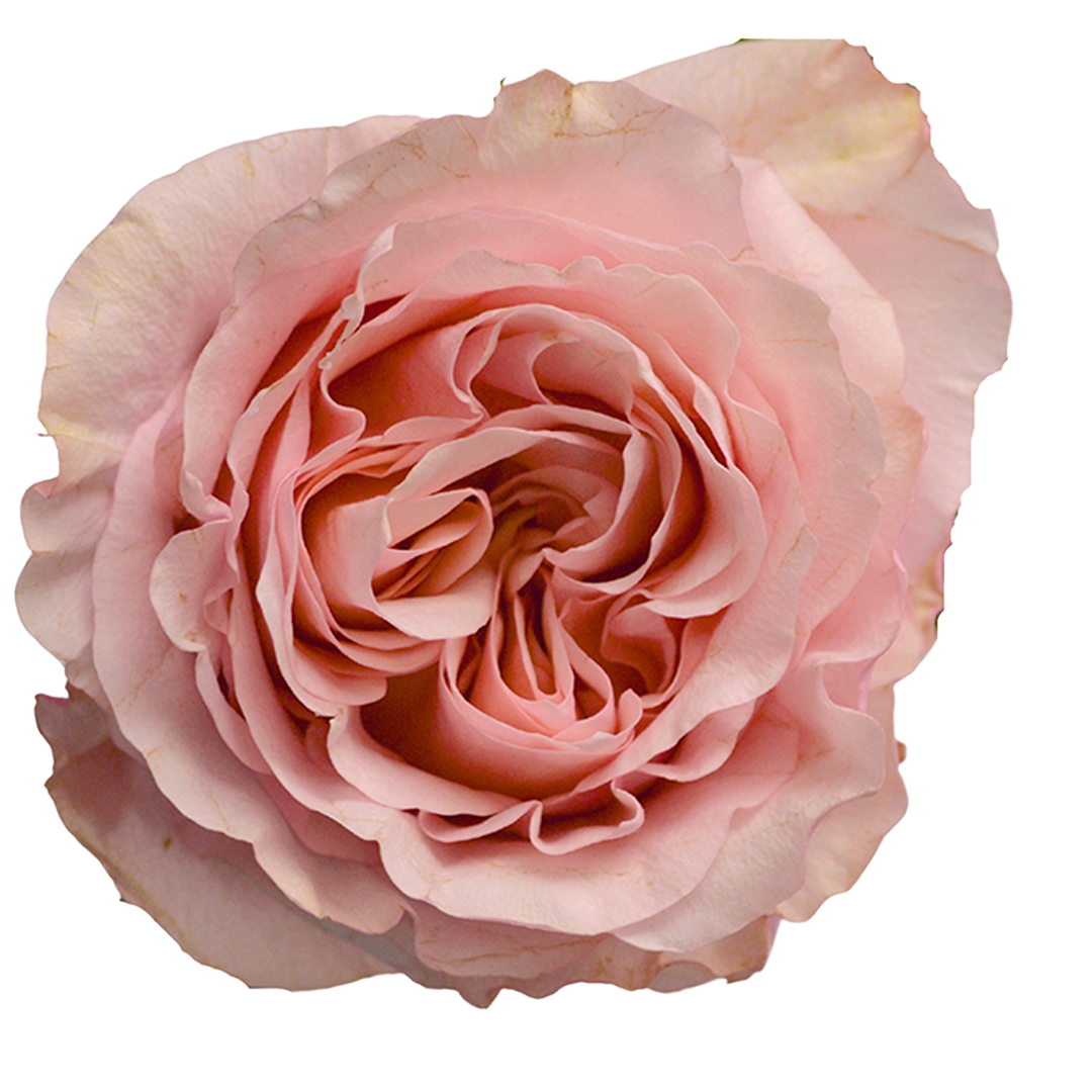 Fascination - Tessa The Finest Flowers