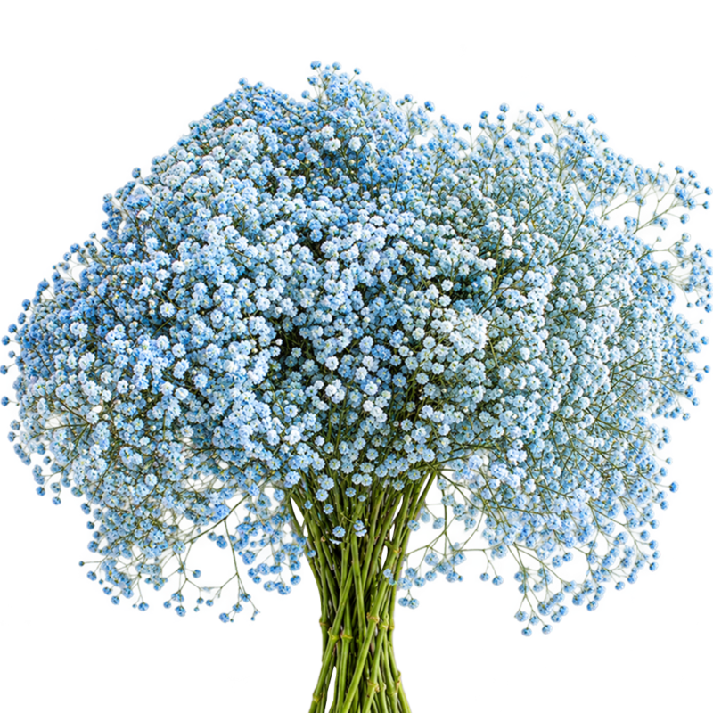 Gypsophila Xlence Light Blue