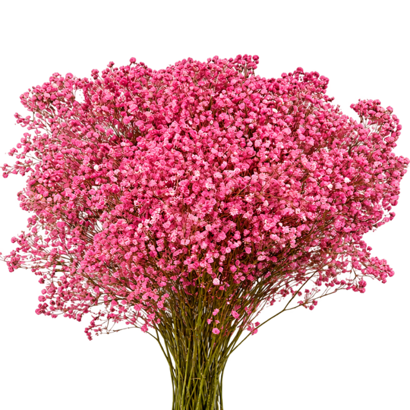 Gypsophila Xlence Light Pink