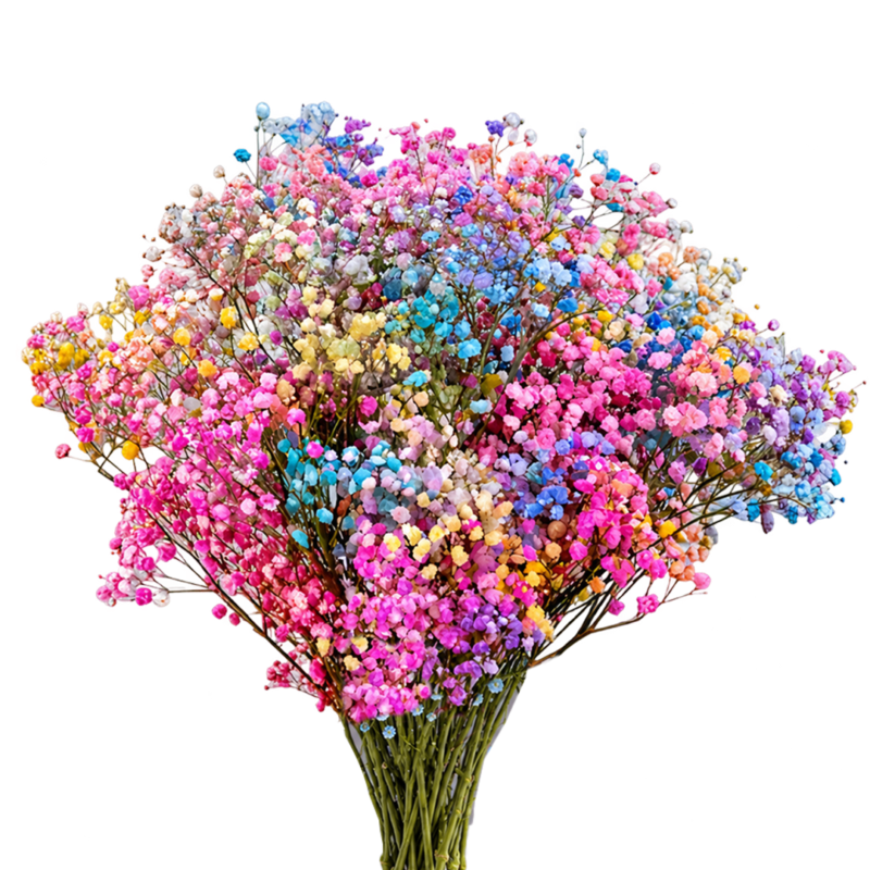 Gypsophila Xlence Rainbow