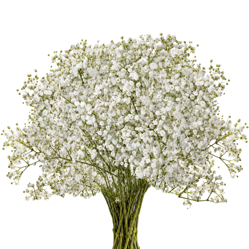 Gypsophila Xlence White