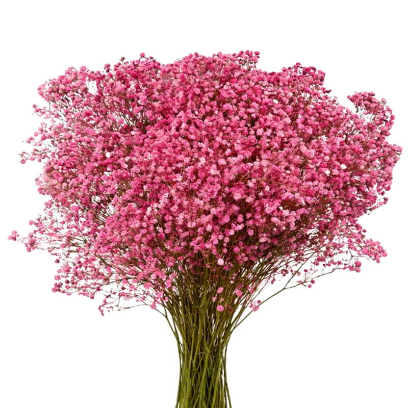 Gypsophila Xlence Light Pink