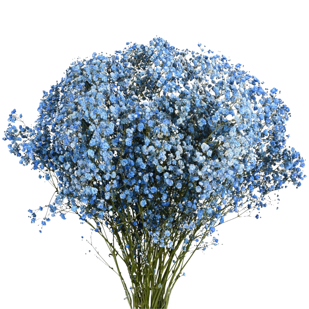 Gypsophila Xlence Light Blue - Tessa The Finest Flowers