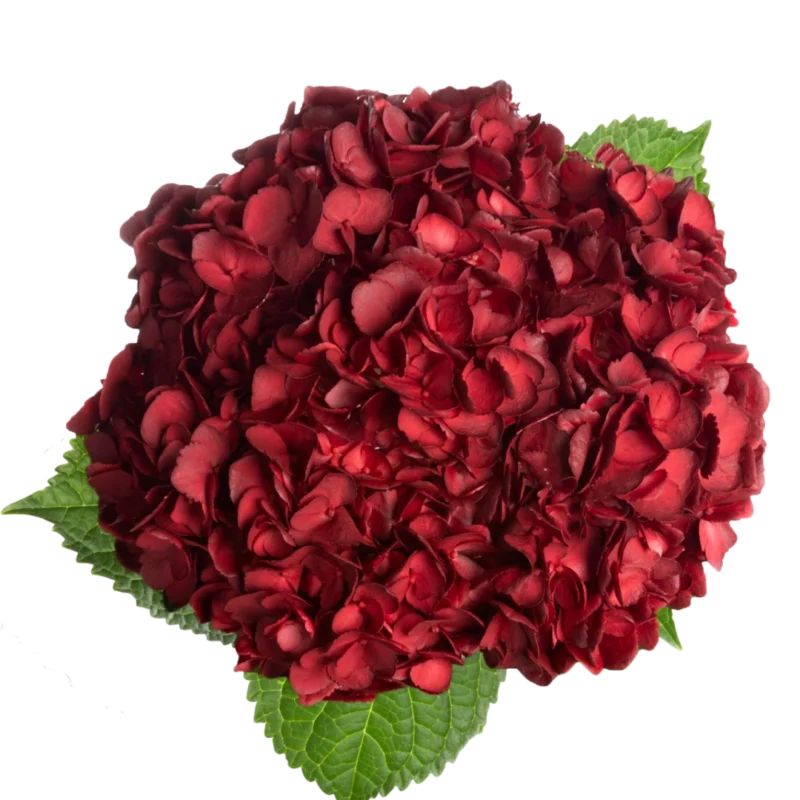 Hydrangea Tinted Burgundy
