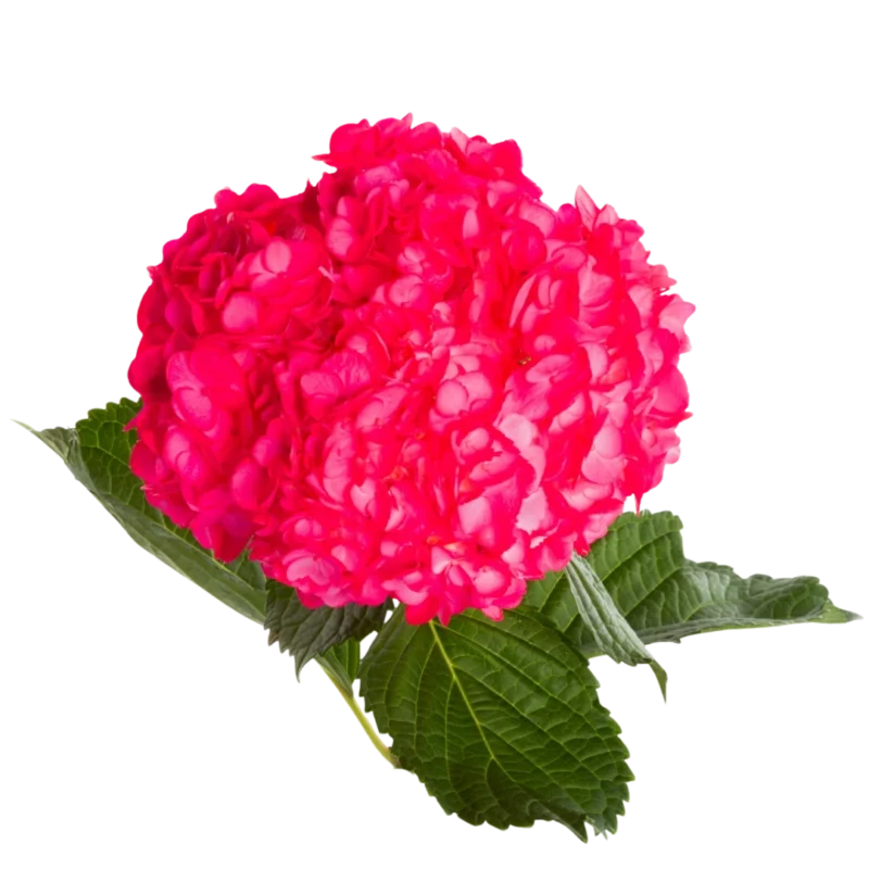 Hydrangea Tinted Hot Pink