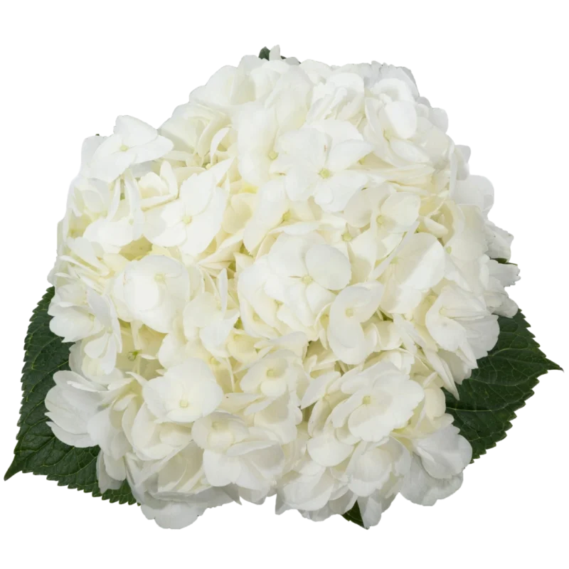 Hydrangea Jumbo White