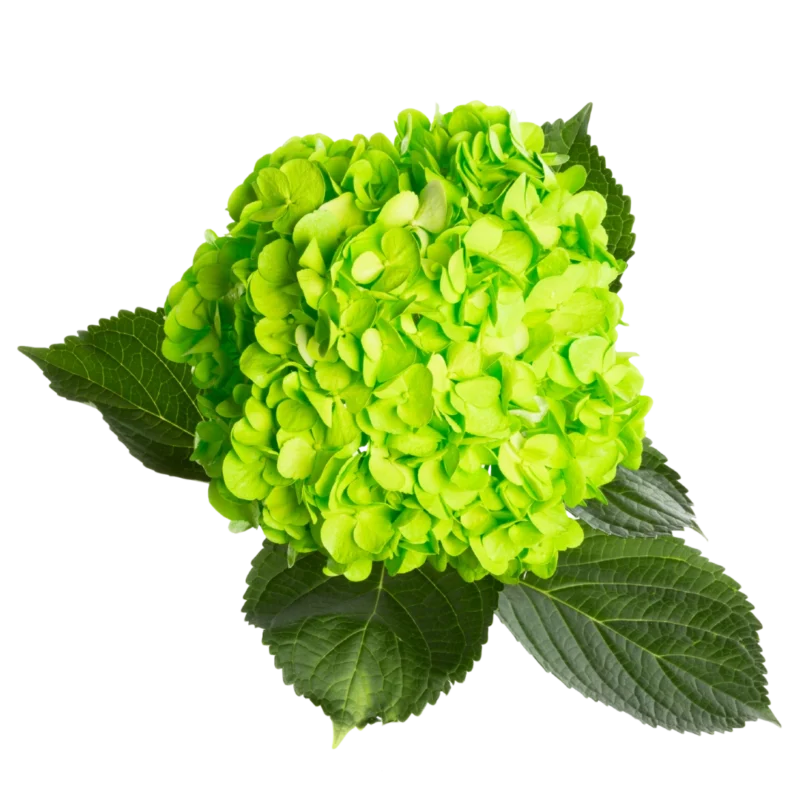 Hydrangea Tinted Light Lime Green