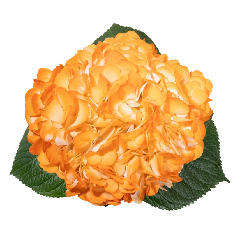 Hydrangea Tinted Light Orange