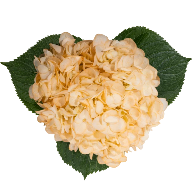 Hydrangea Tinted Light Peach