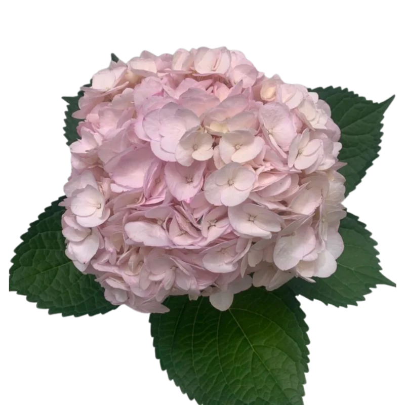 Hydrangea Tinted Light Pink