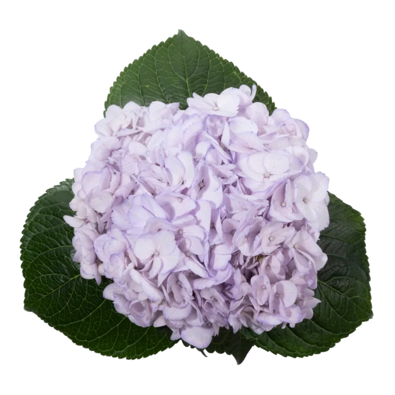 Hydrangea Tinted Light Purple