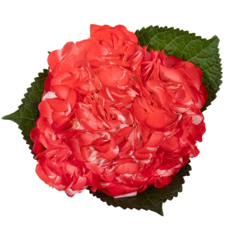 Hydrangea Tinted Light Red