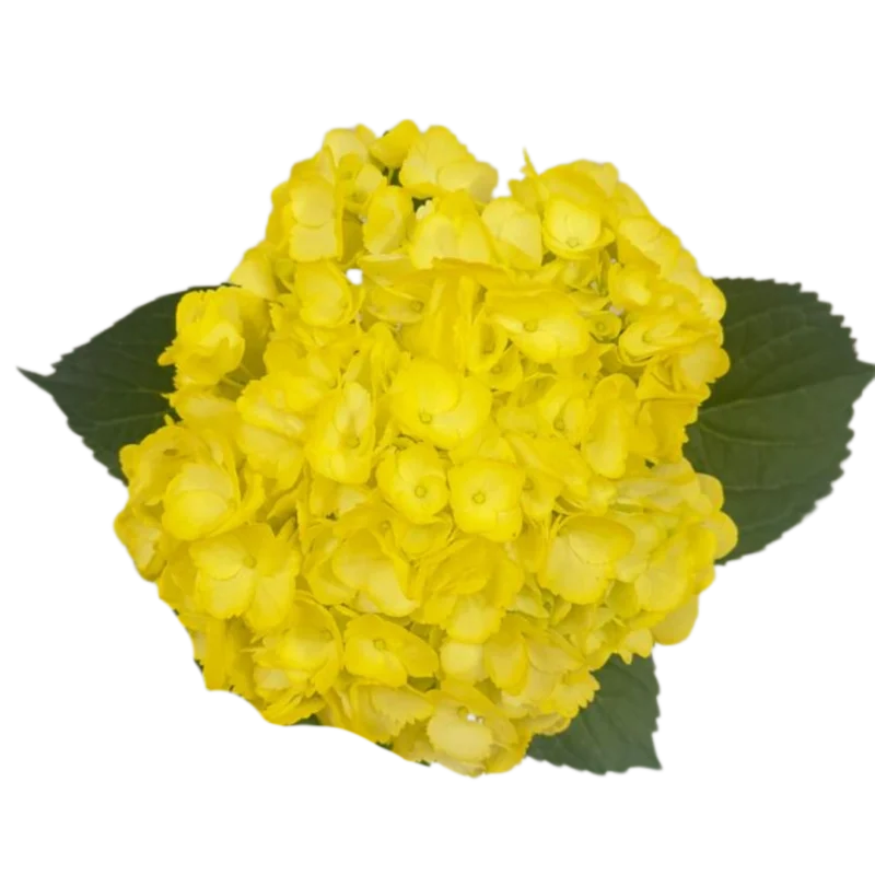 Hydrangea Tinted Light Yellow