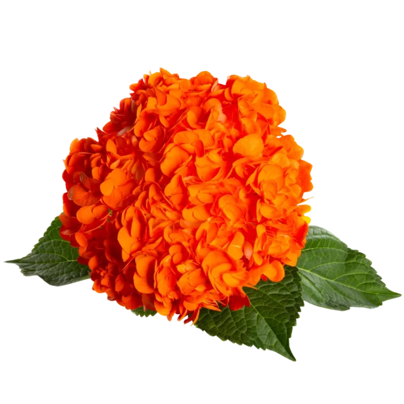 Hydrangea Tinted Orange